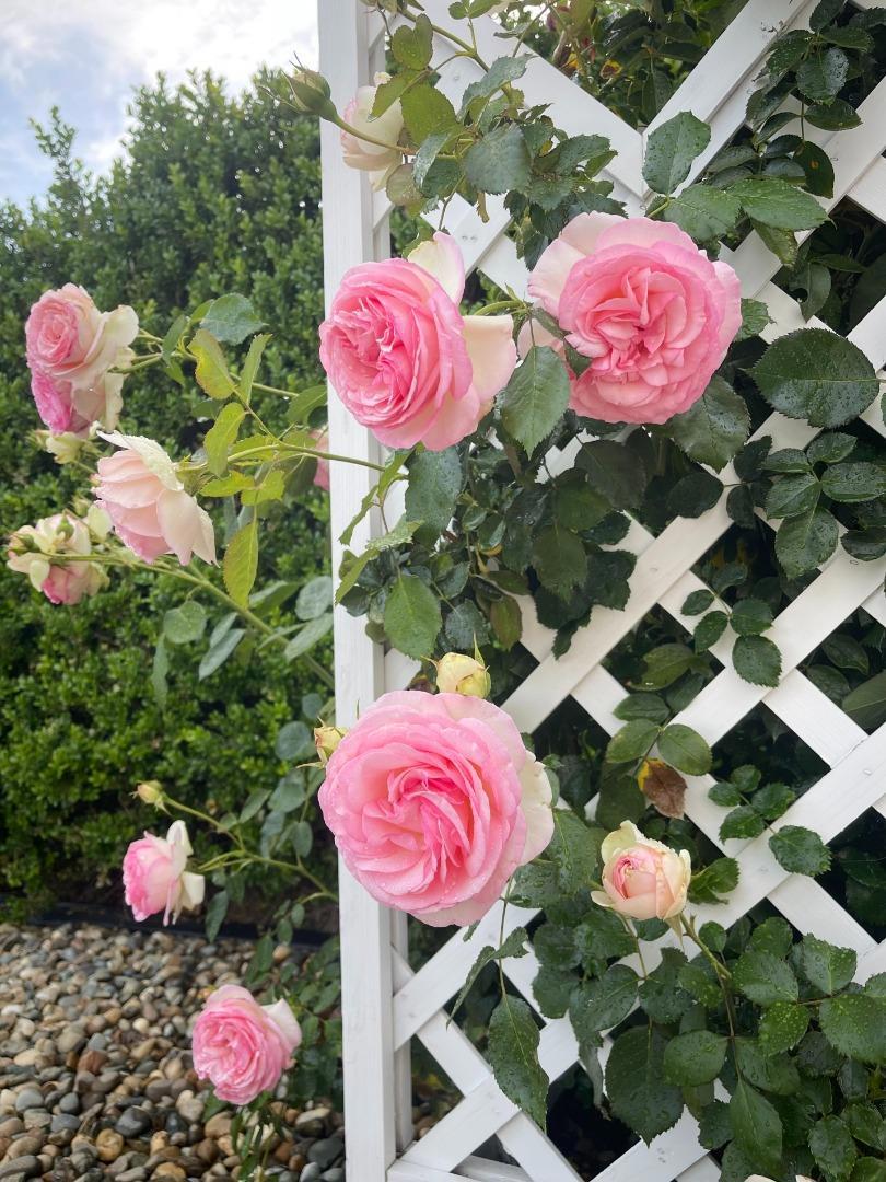 https://media.crmls.org/mediaz/f318c60a-f3d6-4e54-8d6a-81d95f592beb.jpg?preset=X-Large