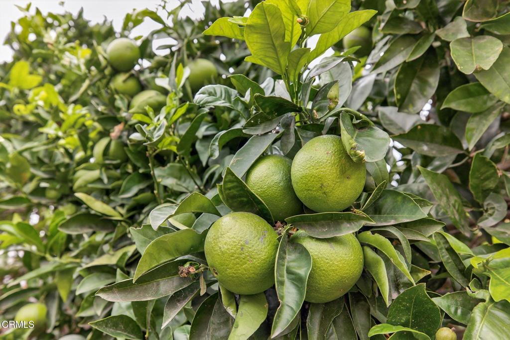 MLS #V1-32610 image #37