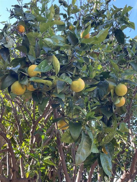 Detail Gallery Image 23 of 47 For 121 E Warner St, Ventura,  CA 93001 - 2 Beds | 1 Baths