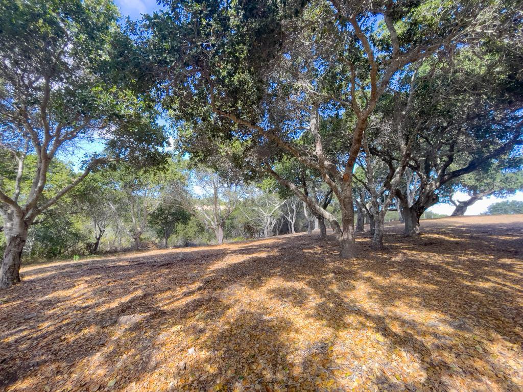 MLS #ML81990616 image #6