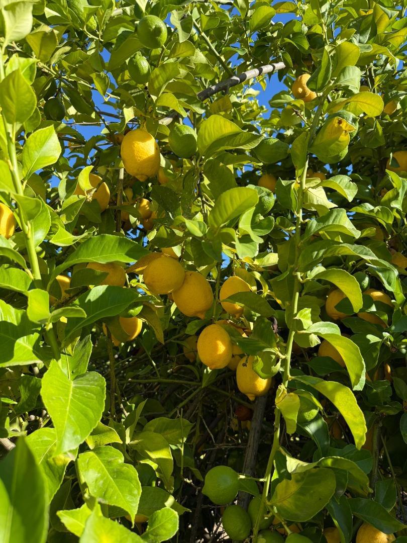 https://media.crmls.org/mediaz/f464d092-8f3a-46ad-a5d2-55cbdd37ad5c.jpg?preset=X-Large