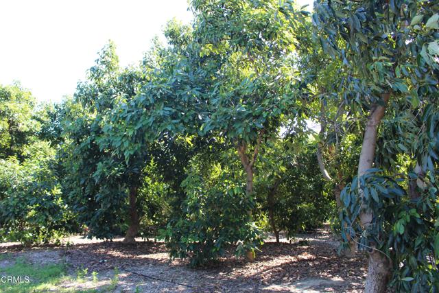 Detail Gallery Image 34 of 41 For 1550 Santa Paula St, Fillmore,  CA 93015 - 3 Beds | 1 Baths