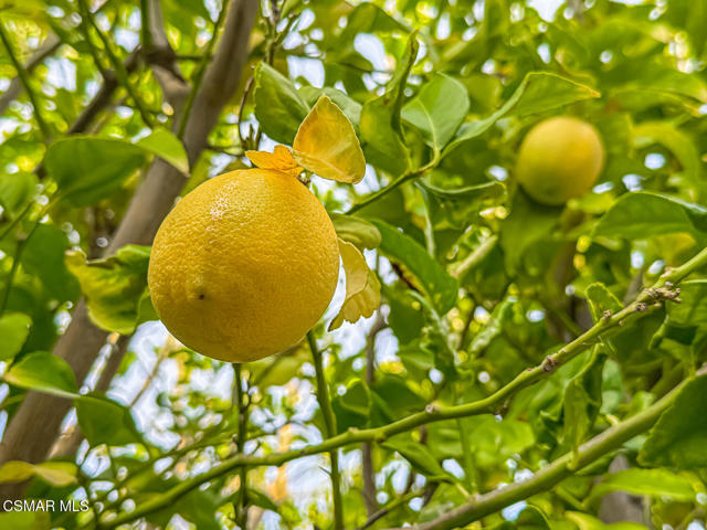 25877 Shady Oak Lane, Valencia CA: https://media.crmls.org/mediaz/f5251c91-1b1a-4c67-94da-758a8e00ed56.jpg