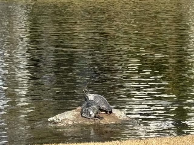 3445 Don Ortega Drive, Carlsbad CA: https://media.crmls.org/mediaz/f55a8461-e891-4379-b8c9-504bd26a862d.jpg