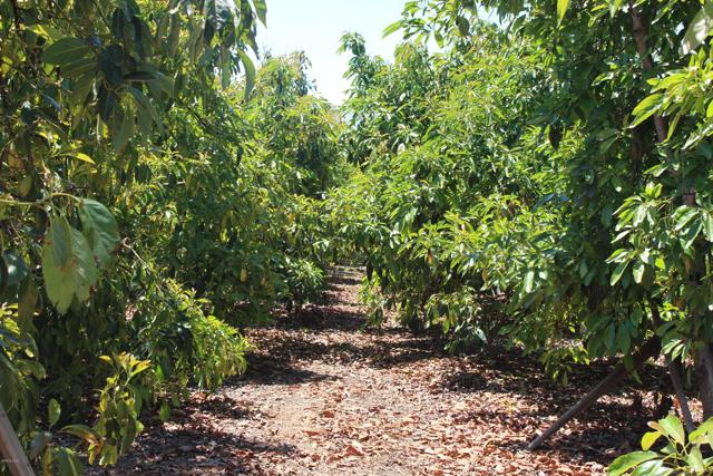 Detail Gallery Image 28 of 33 For 0 Camulos St, Piru,  CA 93040 - – Beds | – Baths