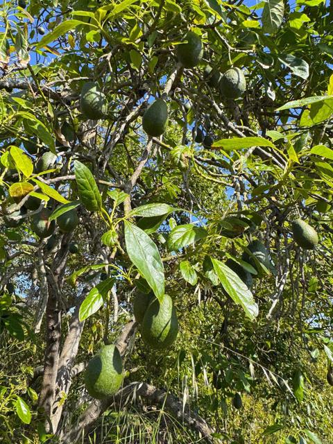 Detail Gallery Image 61 of 68 For 710 Buena Creek Rd, San Marcos,  CA 92069 - 3 Beds | 3/1 Baths