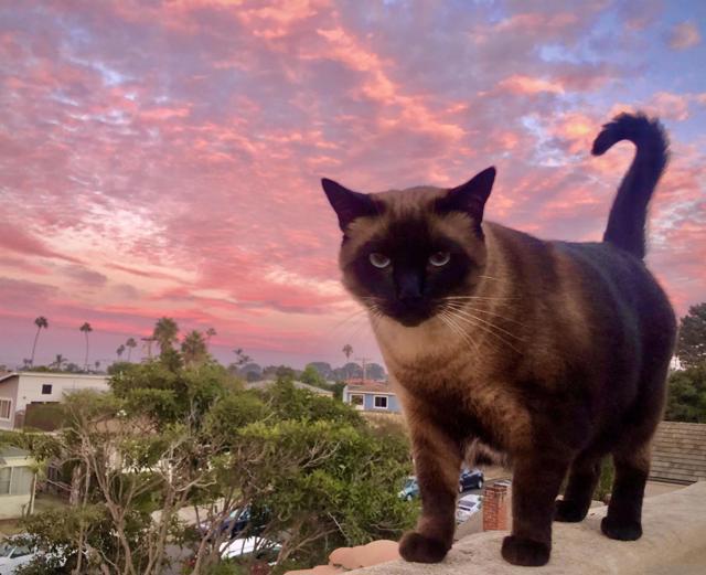 4685 Long Branch Ave, San Diego CA: https://media.crmls.org/mediaz/f60e560a-7e53-4cad-bd57-bcd2f965594c.jpg