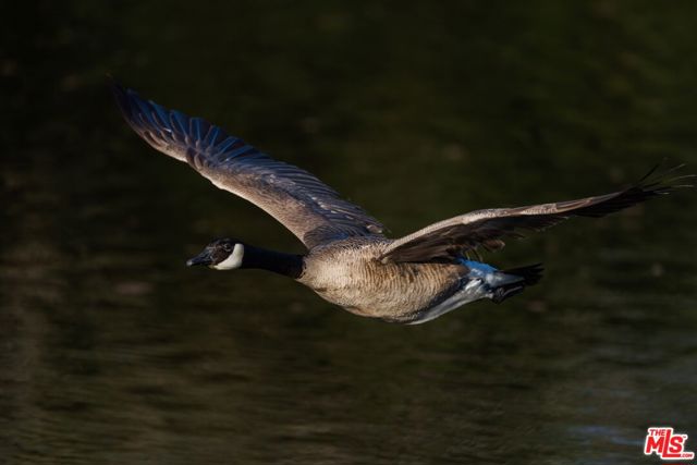 41924 Patrick Ave, Coarsegold CA: https://media.crmls.org/mediaz/f63ff751-1ad4-486a-9b2b-462b069d1159.jpg