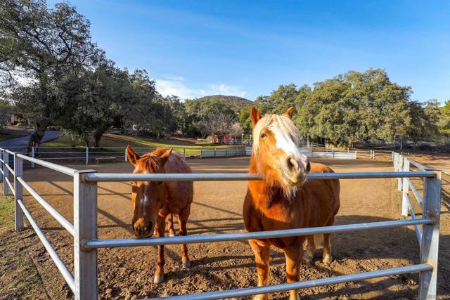 20320 Deerhorn Valley Road, Jamul, California 91935, 4 Bedrooms Bedrooms, ,4 BathroomsBathrooms,Single Family Residence,For Sale,Deerhorn Valley Road,250019383SD