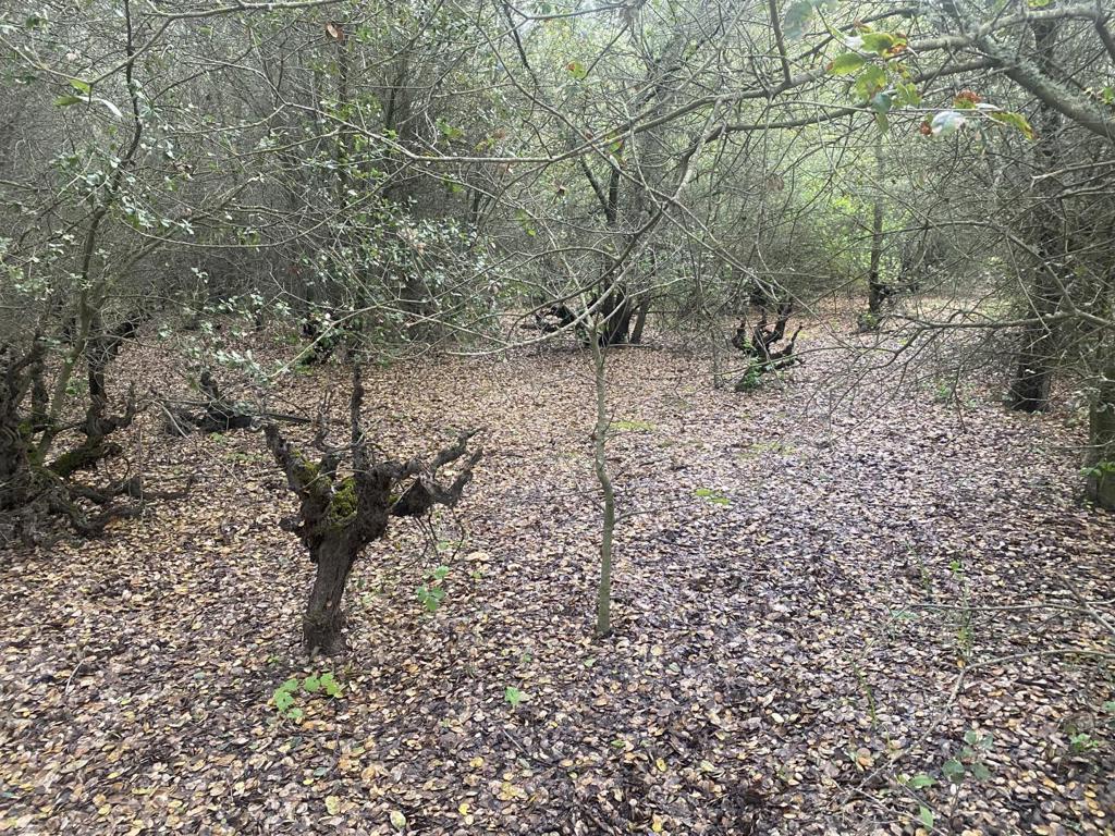 MLS #ML82003363 img 6