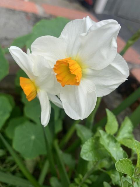 1152 Curtner Avenue, San Jose CA: https://media.crmls.org/mediaz/f735099b-5036-4a31-b5f9-506a0f4ed711.jpg