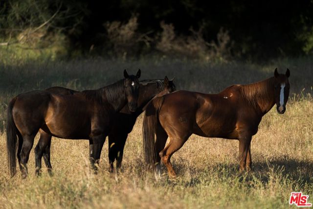 41924 Patrick Ave, Coarsegold CA: https://media.crmls.org/mediaz/f7542785-e312-4cfb-b6e9-4671f1e96a2d.jpg