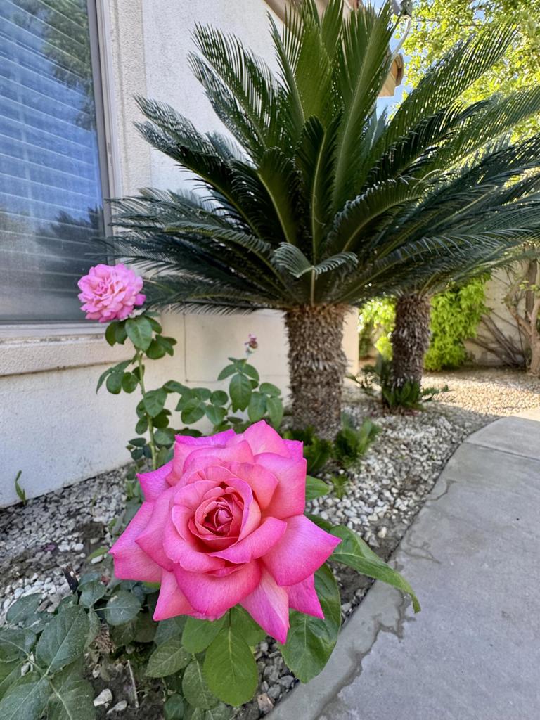 https://media.crmls.org/mediaz/f8617f03-ccdc-414a-afd4-4a48bdbff36f.jpg?preset=X-Large