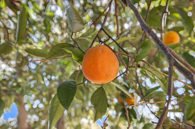 Detail Gallery Image 42 of 55 For 729 Ralph Way, Santa Paula,  CA 93060 - 2 Beds | 1 Baths