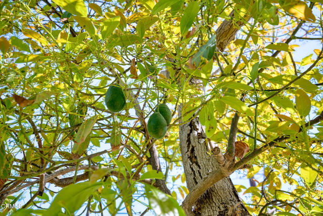 Detail Gallery Image 34 of 34 For 567 Mesa Dr, Camarillo,  CA 93010 - 3 Beds | 2 Baths