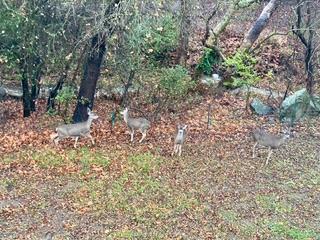 1212 Shelby Creek Lane, San Jose CA: https://media.crmls.org/mediaz/f8ae5af2-6f70-437c-baad-12a0afc90917.jpg