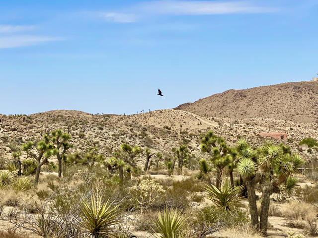 104 Bandera Road, Yucca Valley CA: https://media.crmls.org/mediaz/f8ba8f04-0523-41cf-a549-c7ee95e65333.jpg