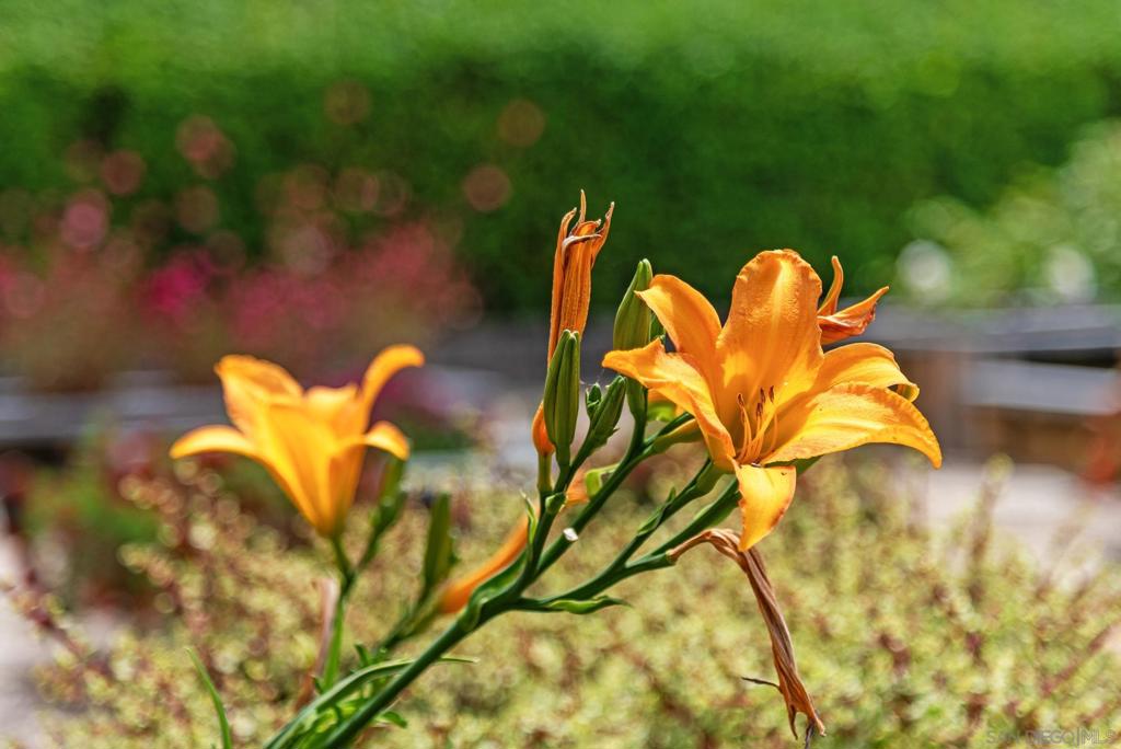 https://media.crmls.org/mediaz/f8ebe233-5867-40b8-94e9-4424afe2ce2b.jpg?preset=X-Large
