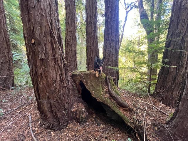 19900 Kings Creek Road, Boulder Creek CA: https://media.crmls.org/mediaz/f924b835-94f3-409e-93d8-89ad2f20cae1.jpg