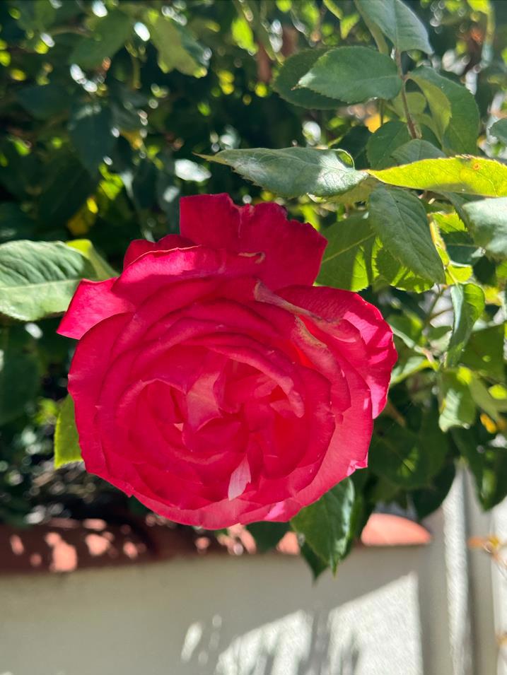 https://media.crmls.org/mediaz/fa324801-5f9f-451f-ab07-2eee6593bc99.jpg?preset=X-Large