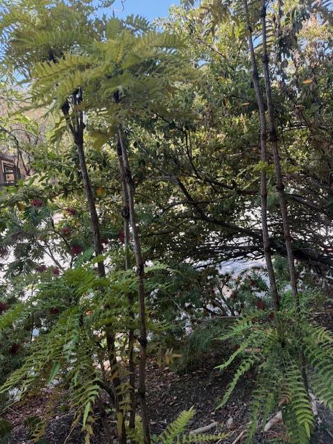 3295 La Mesa Drive, San Carlos CA: https://media.crmls.org/mediaz/fa77837f-0143-4c18-b8bc-2c9a1fbc82e7.jpg
