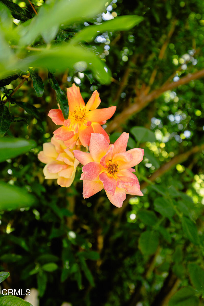 https://media.crmls.org/mediaz/fb1a3615-3c13-4e8e-b96e-64a69c7f61ce.jpg?preset=X-Large