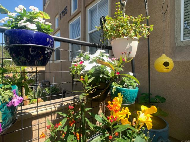7755 Via Montebello, San Diego CA: https://media.crmls.org/mediaz/fb55da71-5b58-4b42-86c8-65e68d4bcc94.jpg