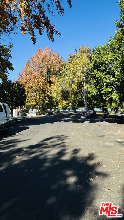 Tree Lined Street