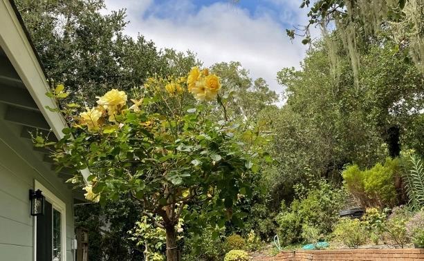 25349 Flanders Drive, Carmel CA: https://media.crmls.org/mediaz/fbd41bf0-9f63-4500-9b25-d97ccb1cd114.jpg