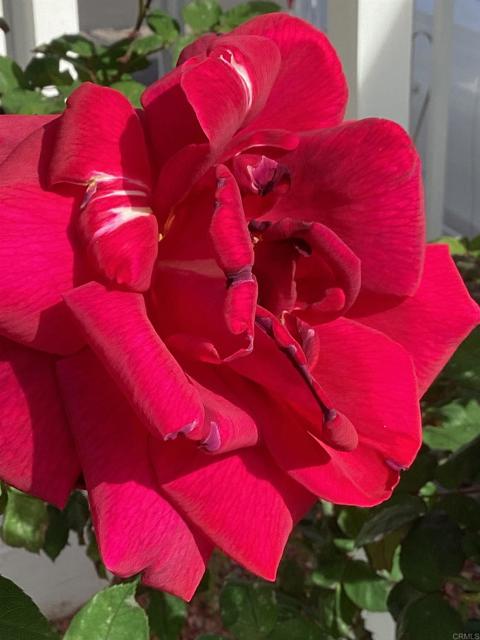 Detail Gallery Image 6 of 10 For 1425 2nd Ave #116,  Chula Vista,  CA 91911 - 2 Beds | 2 Baths