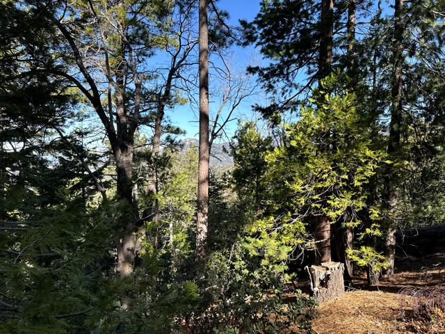 0 Green Craig, Idyllwild CA: https://media.crmls.org/mediaz/fbf8296a-55bd-4663-84f9-00f3ae4fc3cf.jpg