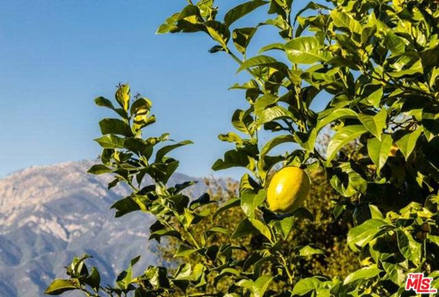 Meyer lemon trees