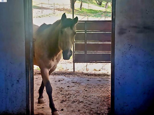 10700 Foothill Rd, Sunol CA: https://media.crmls.org/mediaz/fc24d96f-8dfb-4bc0-a09e-1f86bfe64141.jpg