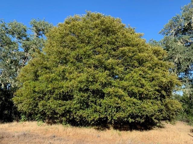 0 Lambert Flat Road, Carmel Valley CA: https://media.crmls.org/mediaz/fc5ed839-404c-4bbd-af78-cc052a161ec9.jpg