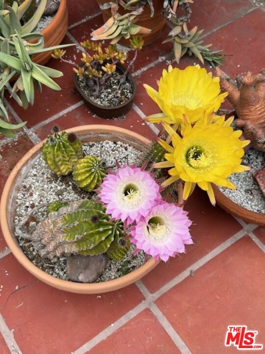 931 S Ogden Drive, Los Angeles CA: https://media.crmls.org/mediaz/fc7a268d-ad7b-4e40-8f4d-578f8be4626d.jpg