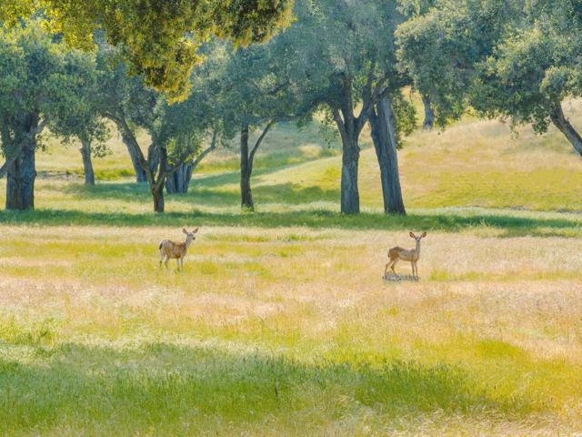 770 Limekiln Road, Hollister CA: https://media.crmls.org/mediaz/fcf88269-9960-4bb5-823d-439d3da797f5.jpg