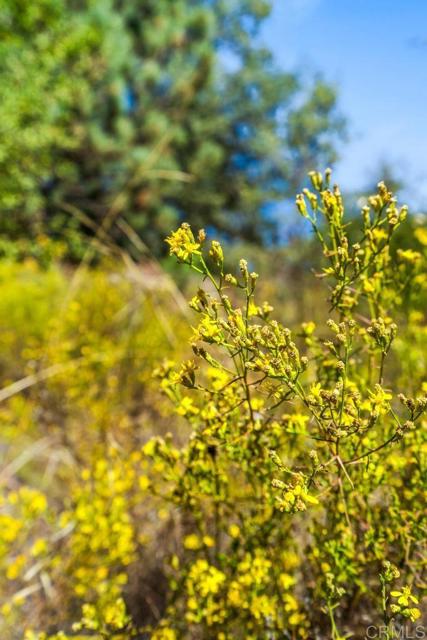 Detail Gallery Image 8 of 40 For 120 Ac Vacant Land Mesa Grande Rd, Santa Ysabel,  CA 92070 - – Beds | – Baths