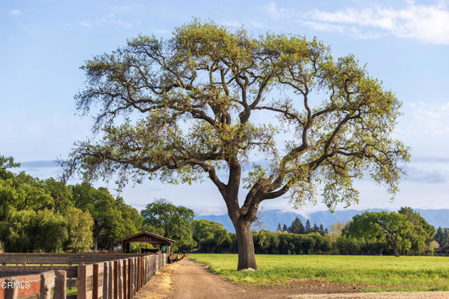 Detail Gallery Image 63 of 75 For 3325 Figueroa Mountain Rd, Los Olivos,  CA 93441 - 3 Beds | 3/2 Baths