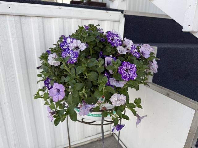 Detail Gallery Image 32 of 38 For 200 N El Camino Real #149,  Oceanside,  CA 92058 - 2 Beds | 2 Baths