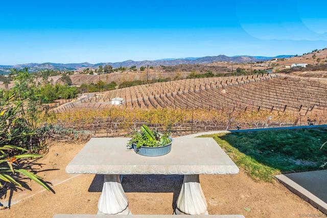 Backyard view of grape vines