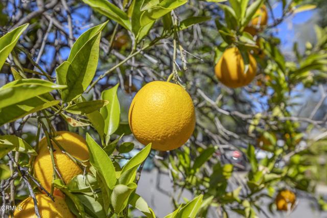 Detail Gallery Image 44 of 46 For 913 Sunset Pl, Ojai,  CA 93023 - 1 Beds | 1 Baths