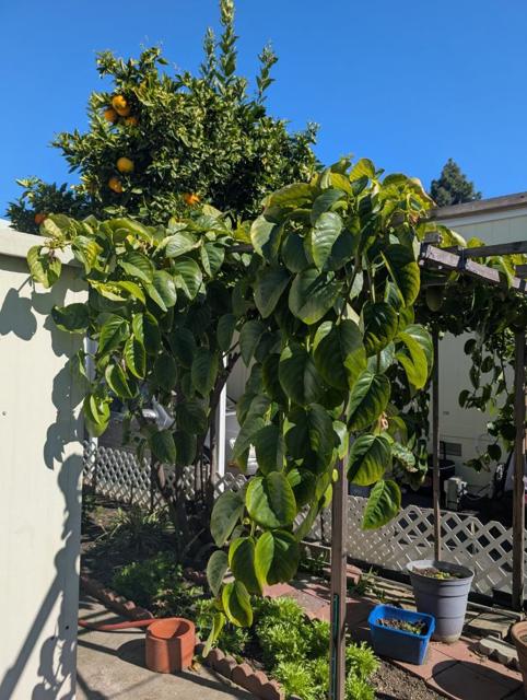 1201 Sycamore, Sunnyvale CA: https://media.crmls.org/mediaz/fe56fa88-d2c6-4d40-9c4d-e8e85f409acd.jpg