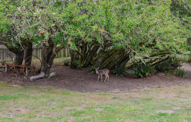 Detail Gallery Image 35 of 74 For 31600 Little Valley Rd, Fort Bragg,  CA 95437 - 3 Beds | 2 Baths