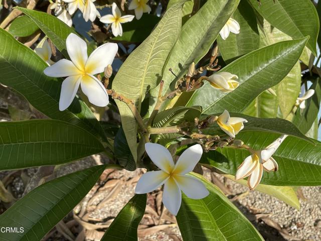 Plumeria's