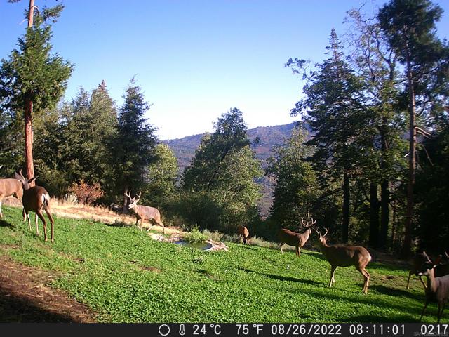 0 Conifer Lane, Palomar Mountain CA: https://media.crmls.org/mediaz/fefd1413-3890-4cb5-b7bf-1de4cea97f49.jpg