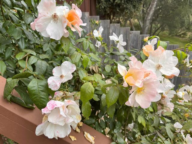 30 Elena Road, La Selva Beach CA: https://media.crmls.org/mediaz/ff5889c0-12ce-4d4e-b2af-a9ec9310b5b4.jpg