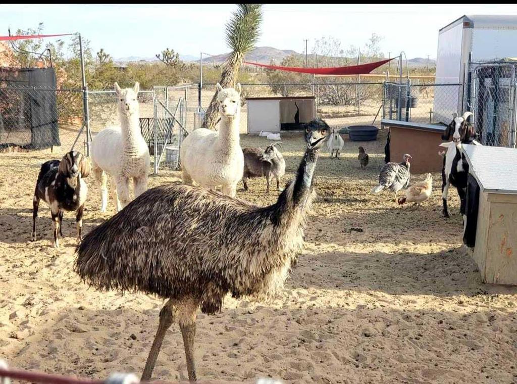 MLS #219138603PS image #20