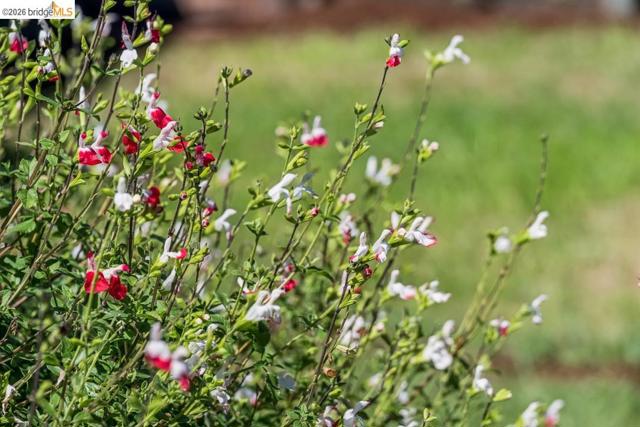 Image 25 of 37 For 1516 Merced St